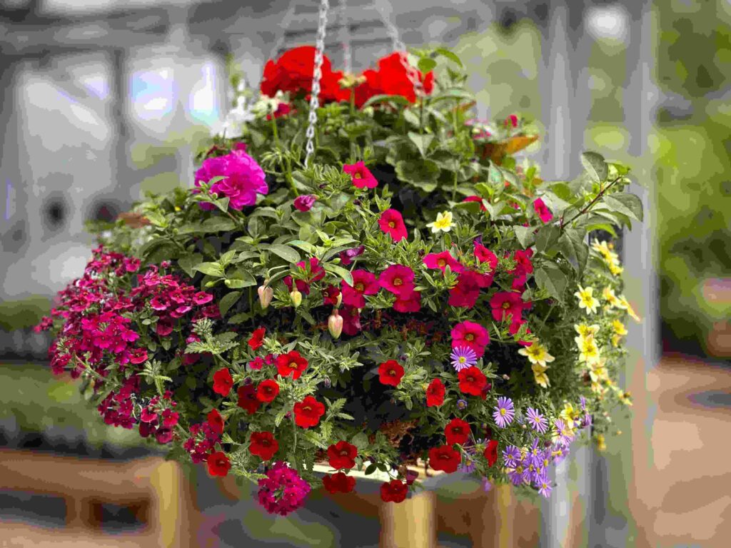Why Is It So Important to Find an Excellent Plant Nursery?