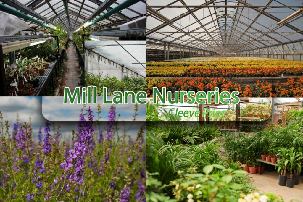 Cultivating Resilience: A Glasshouse Guide to Selecting Robust Plants and Navigating Nurseries Near Worcestershire