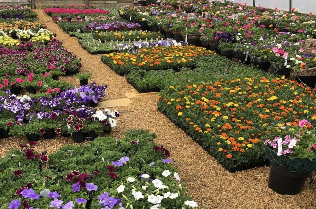 Nurseries Near Worcestershire for Plants: Your Guide to Creating a Garden That Thrives Year-Round