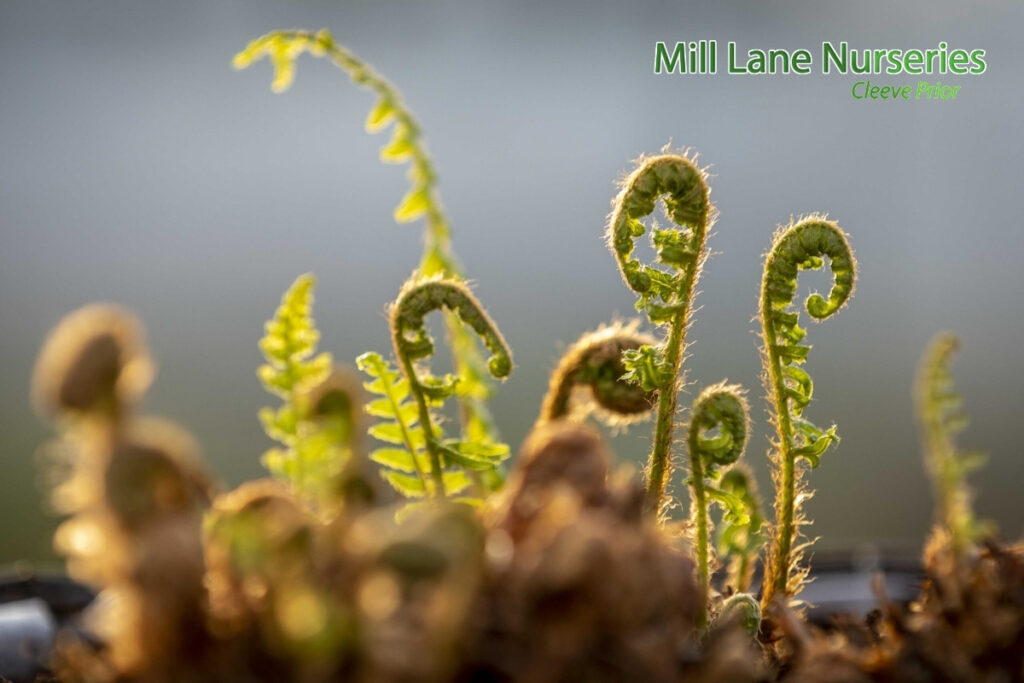 Best Plant Nurseries Near Worcestershire for Healthy Gardens