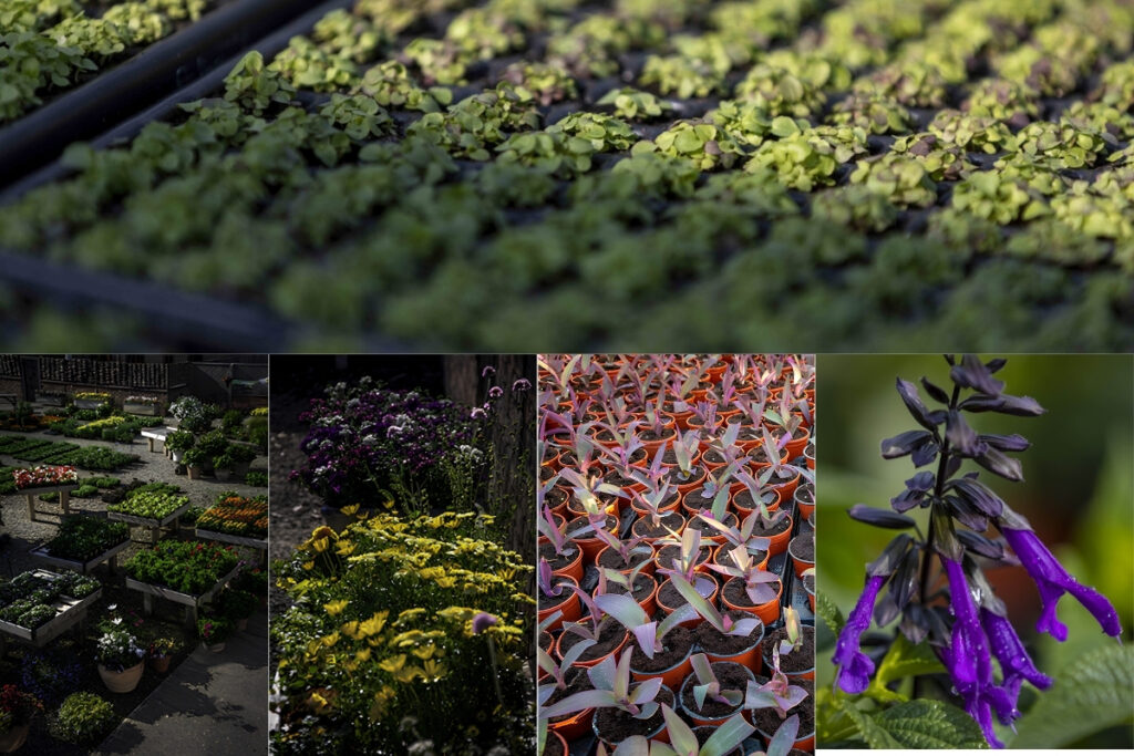 Top Plant Nurseries Near Warwickshire | Create Lasting Sustainable Gardens