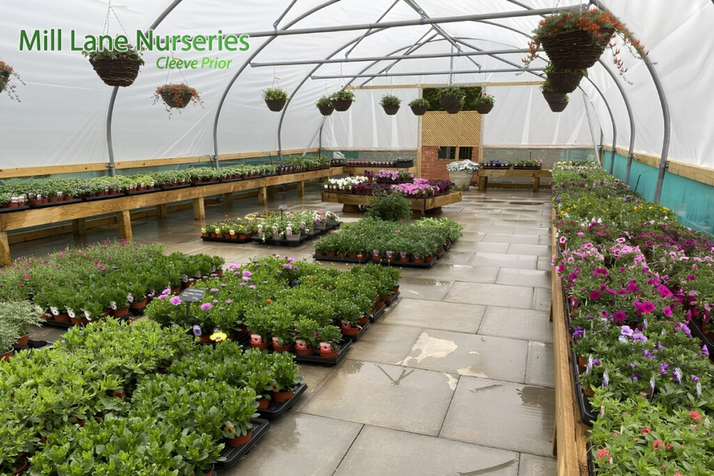 Create a Greener Future with the Top Plant Nursery Near Warwickshire for Plants