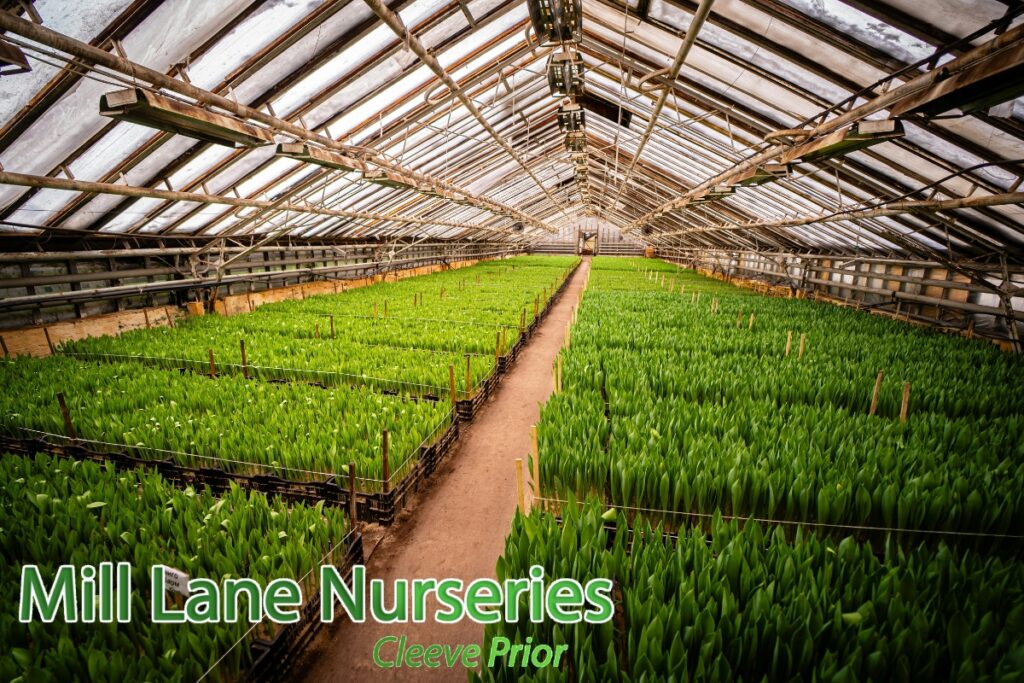 Create a Greener Future with the Top Plant Nursery Near Warwickshire for Plants