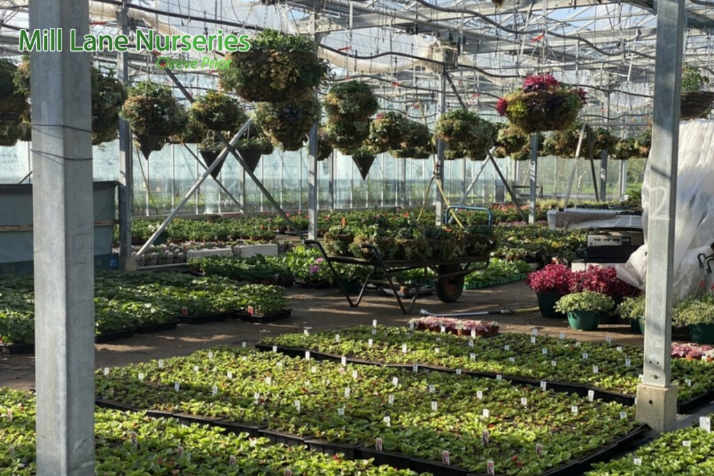 Rooted in Tomorrow: Crafting Resilient Green Sanctuaries for a Sustainable Future